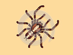 Spider Tarantula. Vector Illustration