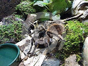 The Spider Tarantula in the Vivarium - Zoo Ljubljana Zivalski vrt Ljubljana, Slovenia Slovenija