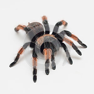 Spider tarantula on white backgroud, Brachypelma emilia