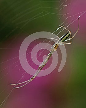 Spider Tetragnatha extensa