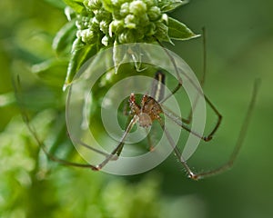 Spider Tetragnatha extensa