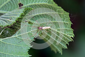 The spider Tetragnatha extensa
