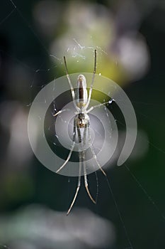 Spider Tetragnatha extensa sometimes known as Common Stretch Spider