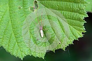 The spider Tetragnatha extensa