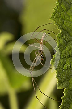 Spider, Tetragnathidae, Aarey milk colony Mumbai