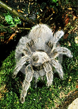 Spider, theraphosa sp, Adult standing on Moss