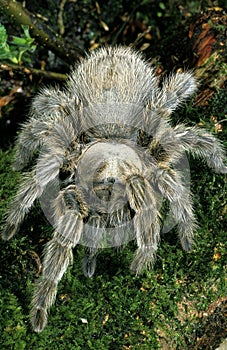 Spider, theraphosa sp, Specy from South America