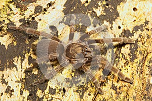 Spider, Theraphosidae, Belianchip, Tripura , India