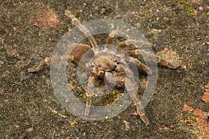 Spider, Theraphosidae, Gumti, Tripura , India