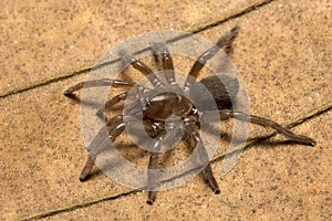 Spider, Theraphosidae, Trishna, Tripura , India