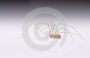 spider with thin long legs on a white background