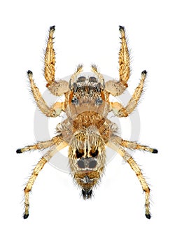 Spider Thyene imperialis (female) photo