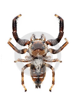 Spider Thyene imperialis (male) photo