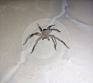 SPIDER ON THE TILE FLOOR BACKGROUND photo