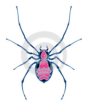 Spider top view, vector isolated animal