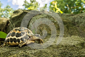 Spider Tortoise photo