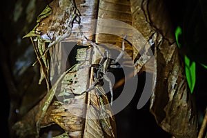 Spider in Tortuguero National Park, Costa Ri