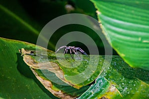 Spider in Tortuguero National Park, Costa Ri