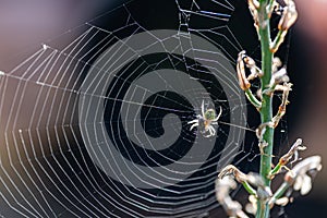 Spider trapping its prey in a web
