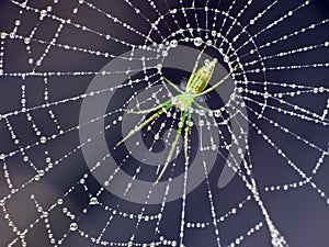 A spider trapping other insects. Come on in!