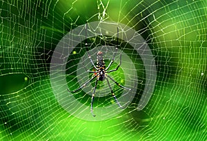 Spider at tree top in thekkady forest,