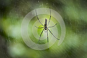 Spider tree treespider tiger forest Kerala jungle net