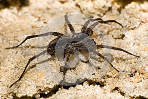 Spider Trochosa