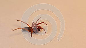 spider trying to frighten its enemy. Spider on isolated white background