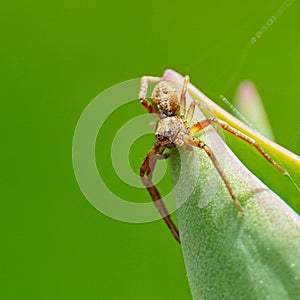 Spider on the tulip leaf