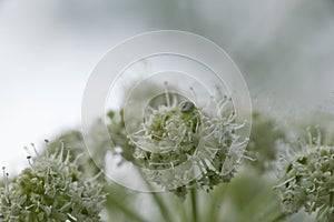 Spider on a umbelliferous plant photo