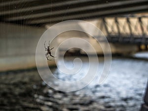 Spider Under bridge