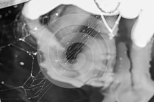 Spider under the bridge