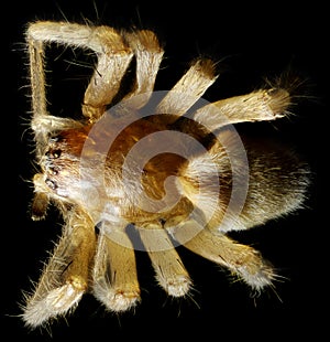Spider under the microscope (Araneae, Arane) photo