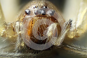 Spider under the microscope (Araneae, Arane) photo