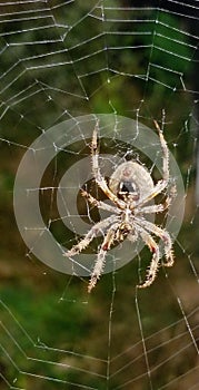 Spider upclose showing off its fake eyes