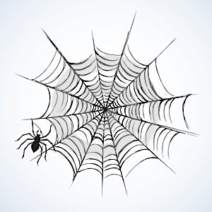 Spider. Vector illustration