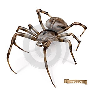 Spider vectorized image. 3d realistic vector icon