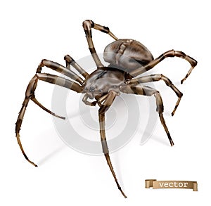 Spider vectorized image. 3d realistic vector icon photo