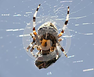 Spider with victim in cobweb