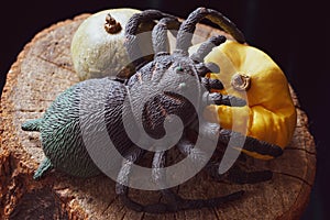 The spider is waiting for prey on the forgotten fruits of pumpkin last year, lying on a dry wooden stump