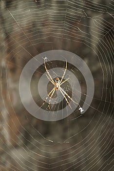 Spider waiting for prey to feed on its fiber