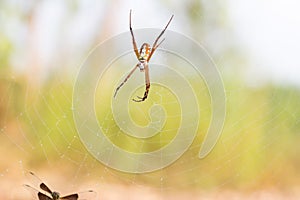 Spider is waiting for the victim,Spider with spider web.