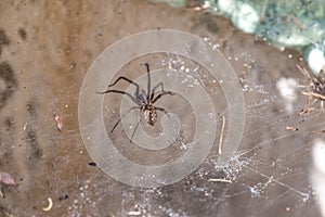 Spider waiting in the web - house spider
