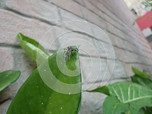 Spider walking on a green and fleshy clepia leaf