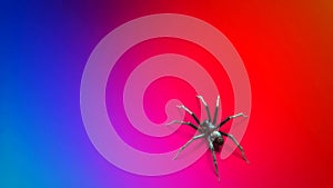 Spider Walks Across Colorful Background on Top View - 3D Rendering Animation