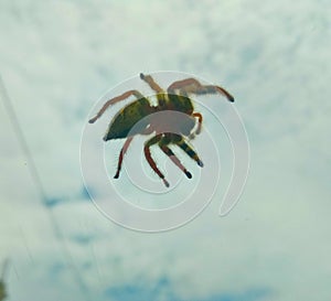 A spider walks on the glass surface