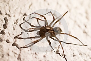 Spider on the wall