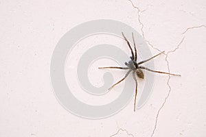 Spider on wall