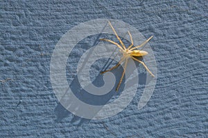 Spider on wall