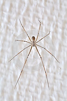 Spider on the wall